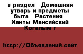  в раздел : Домашняя утварь и предметы быта » Растения . Ханты-Мансийский,Когалым г.